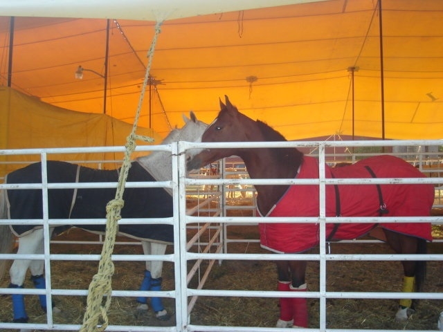  Our horses